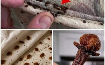 How to eliminate bed bugs – <A < Powerful mix with cloves