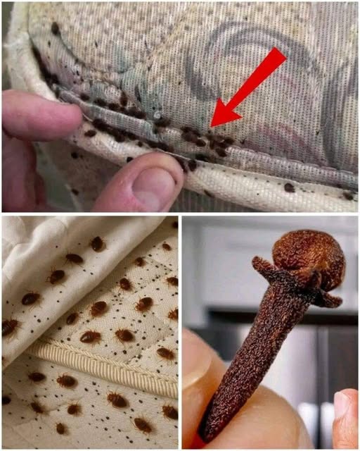 How to eliminate bed bugs – <A < Powerful mix with cloves