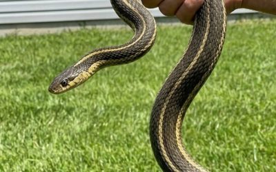 8 Easy Ways To Keep Snakes Away From Your A Yard