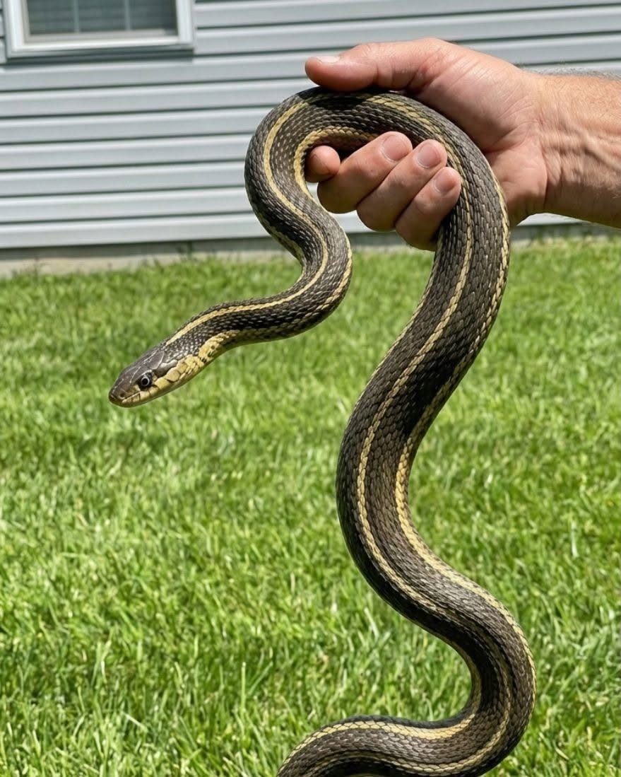 8 Easy Ways To Keep Snakes Away From Your A Yard