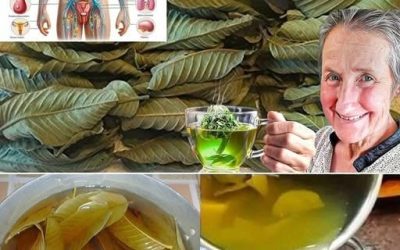 Maximize Your Health with Guava Leaves: How to Get, Prepare, and Store Them