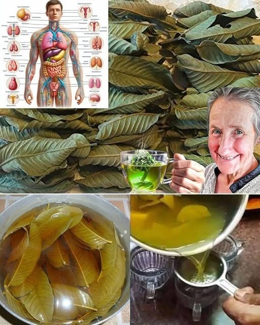 Maximize Your Health with Guava Leaves: How to Get, Prepare, and Store Them