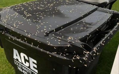How to Stop Maggots From Taking Over Your Trash Bin