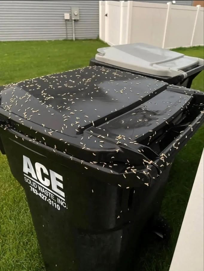How to Stop Maggots From Taking Over Your Trash Bin