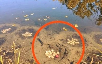 An Unusual Discovery in a Lake: The Mystery Behind Strange Underwater Orbs
