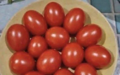 Eye Test!! Count The Tomatoes Is It 12 or 13 ???