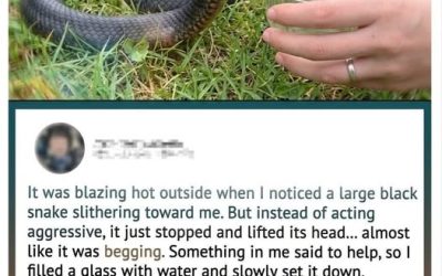 Wild Snake “Begged” Me for Water—But When Animal Control Realized…
