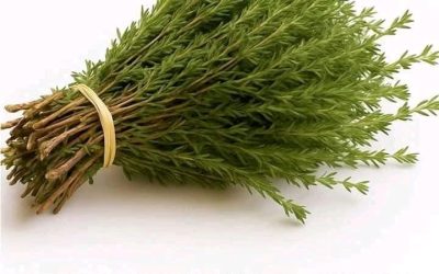 THE MOST POTENT HERB THAT DESTROYS PARASITES, URINARY TRACT & BLADDER INFECTIONS, HERPES, AND FLU VIRUSES