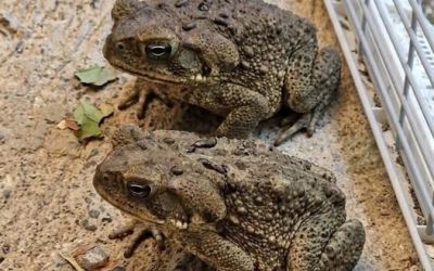 A Toad Appeared Inside My Home and Taught Our Family Surprising Lessons About Nature