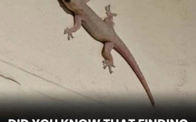 The Spiritual Meaning of a Lizard Entering Your Home Across Different Cultures