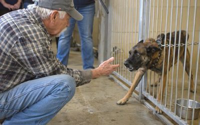 The Farmer Who Whispered The One Word That Saved A Lost War Dog