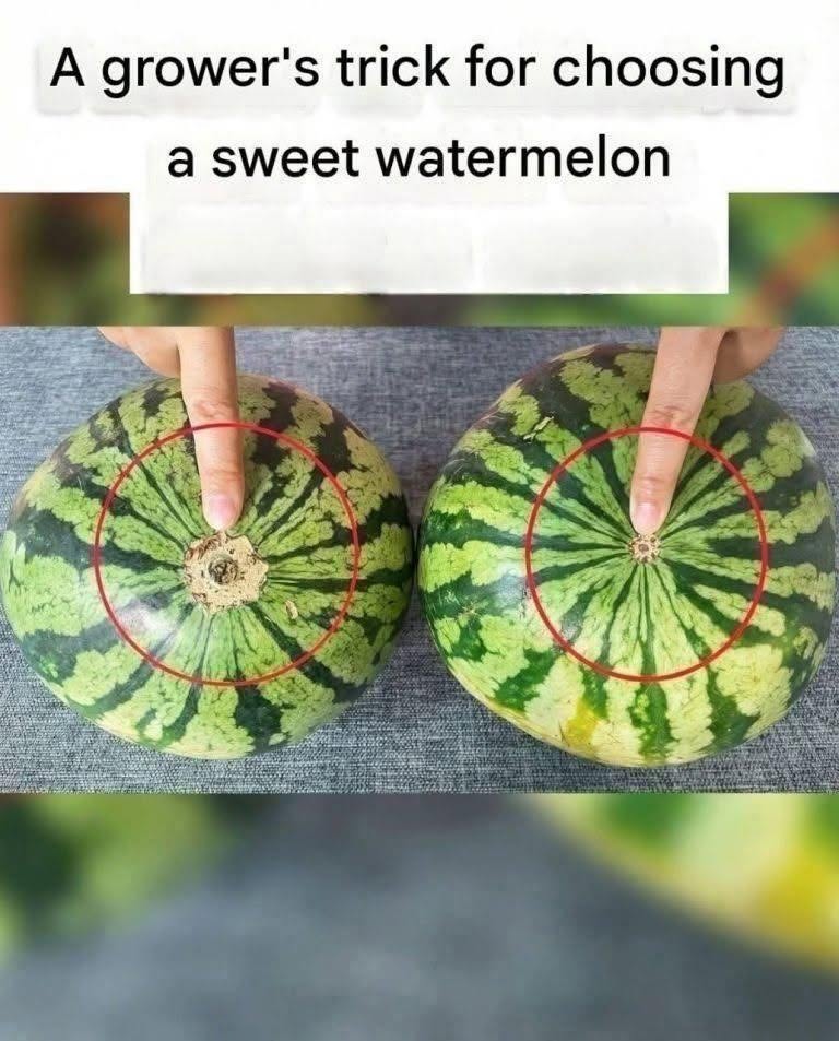No more bland watermelons! Here’s a sure-fire visual guide to finding the sweetest fruit at the market.