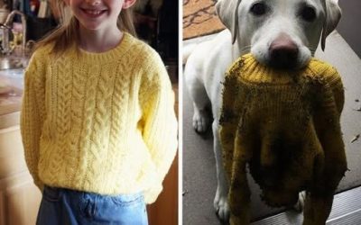 My Dog Brought Me My Late Daughter’s Sweater the Police Had Taken – Then He Led Me to a Place That Stopped Me Cold